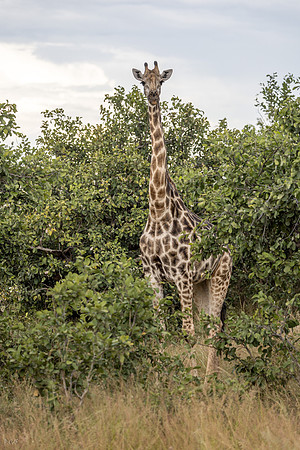Girafe