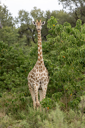 Girafe