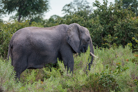 Eléphant de savane d'Afrique