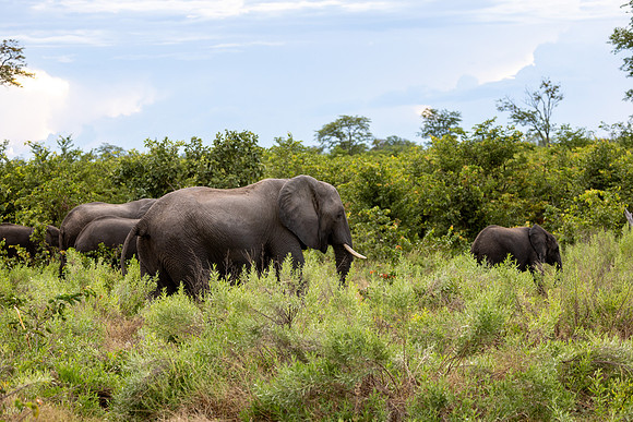Eléphant de savane d'Afrique