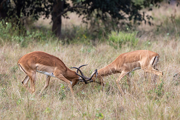 Impala