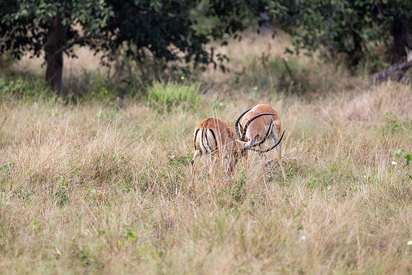 Impala