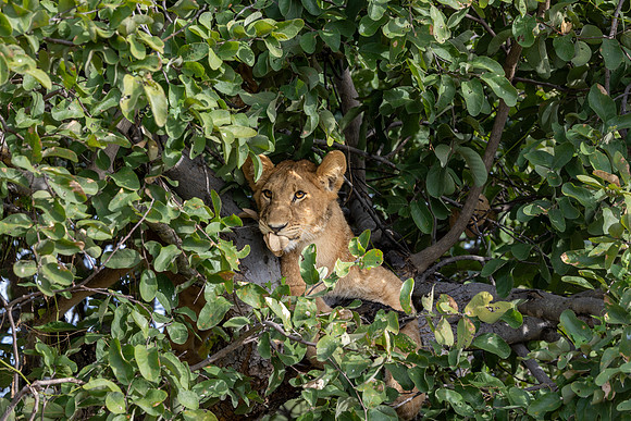 Lion