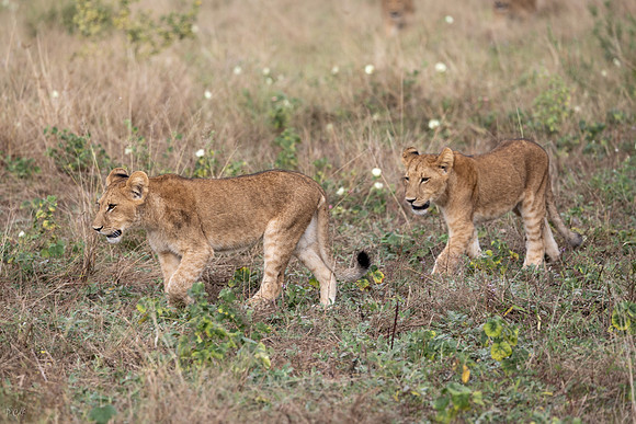 Lion