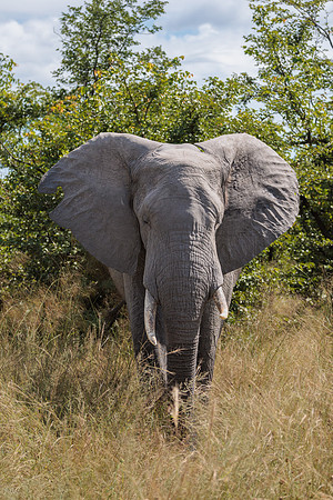 Eléphant de savane d'Afrique