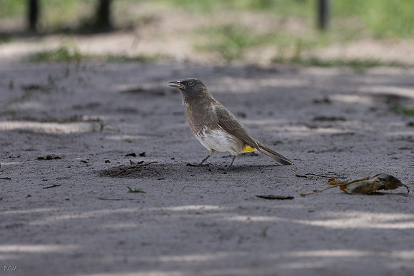 Bulbul des jardins