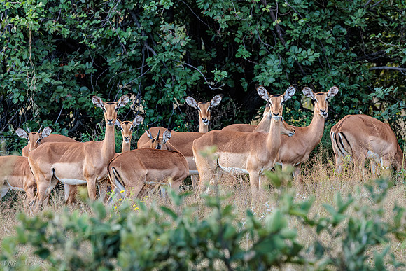 Impala