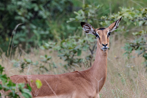 Impala