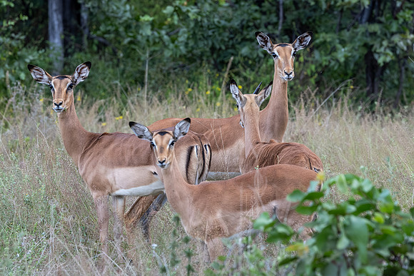 Impala