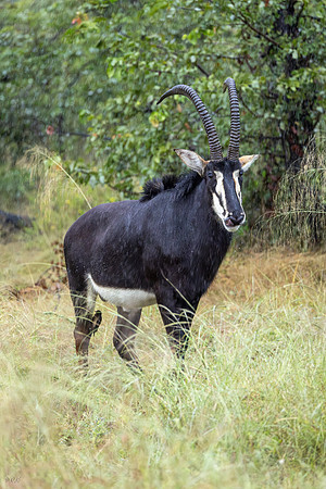 Hippotrague noir