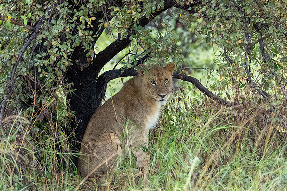 Lion