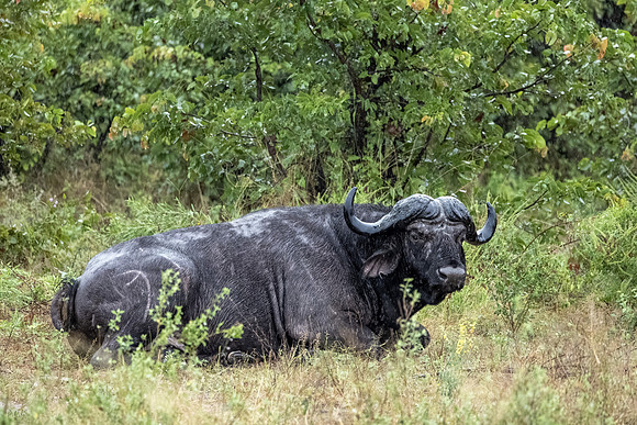 Buffle d'Afrique