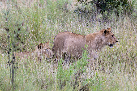 Lion