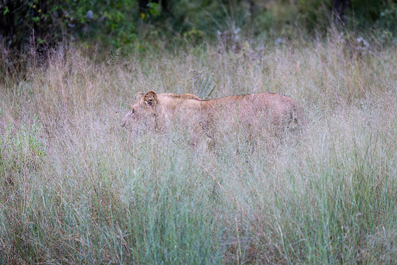 Lion