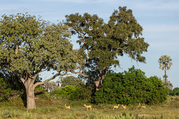 Impala
