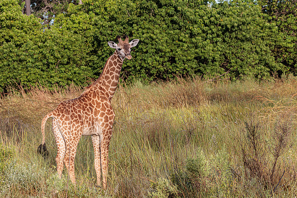 Girafe