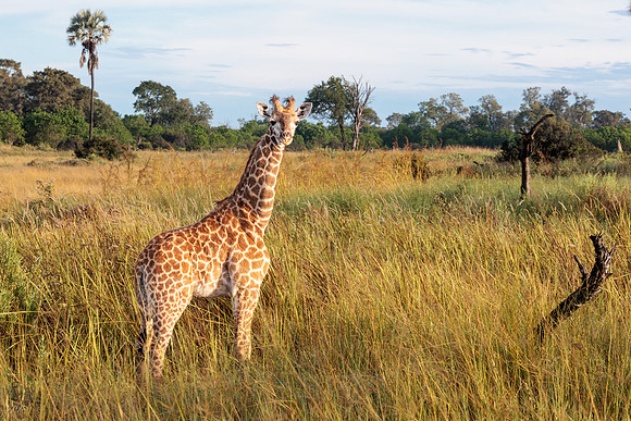 Girafon
