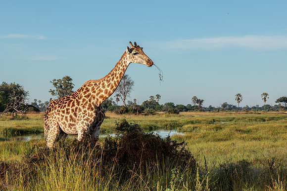 Girafe