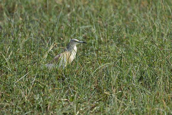 Crabier chevelu