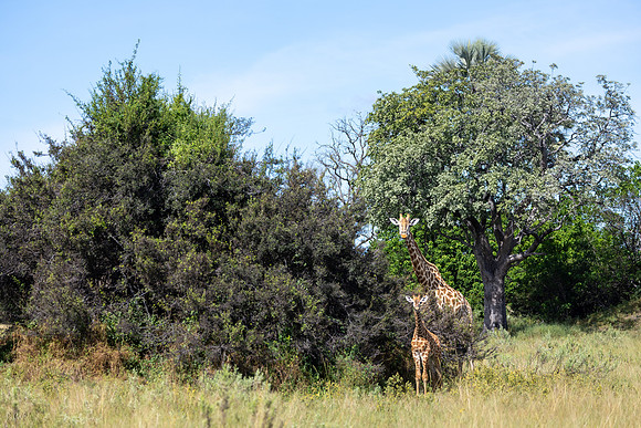 Girafe