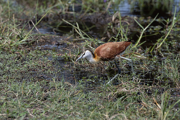 Jacan à poitrine dorée