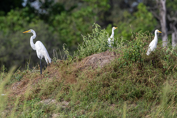 Grande aigrette