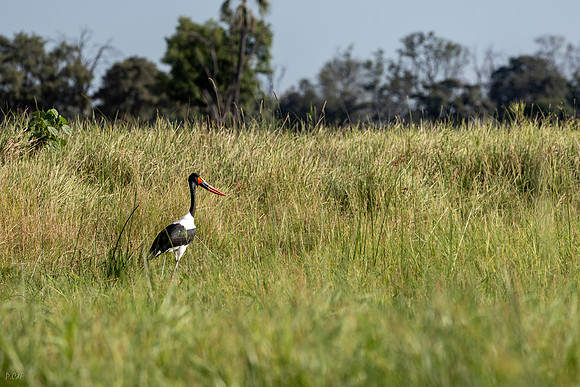 Jabiru d'Afrique