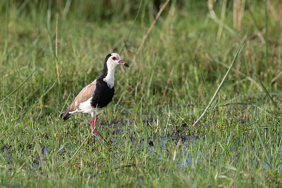 Vanneau à ailes blanches