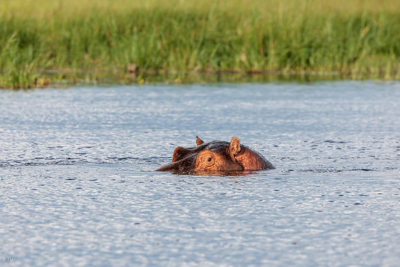 Hippopotame amphibie