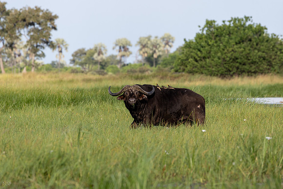 Buffle d'Afrique