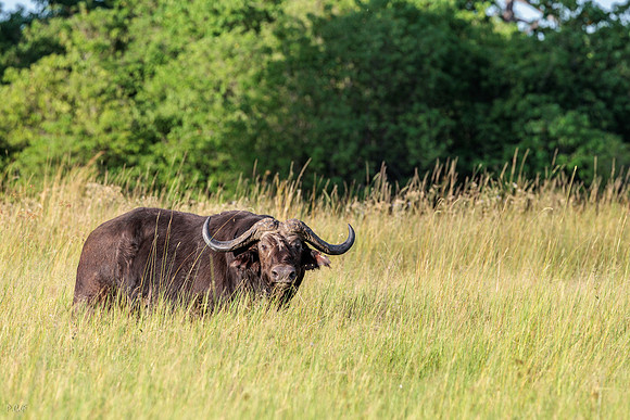 Buffle d'Afrique