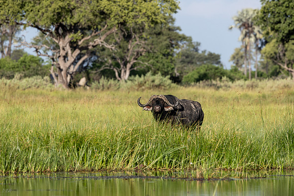 Buffle d'Afrique