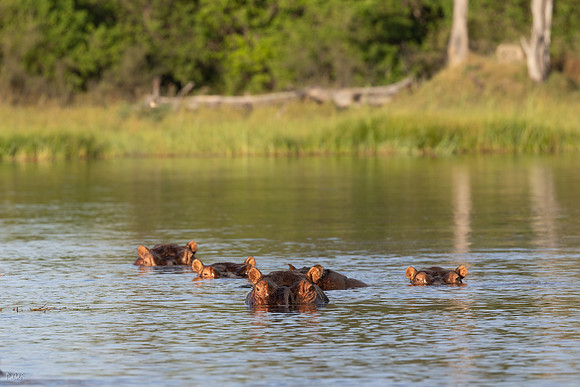 Hippopotame amphibie