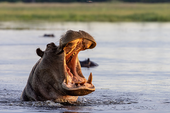 Hippopotame amphibie