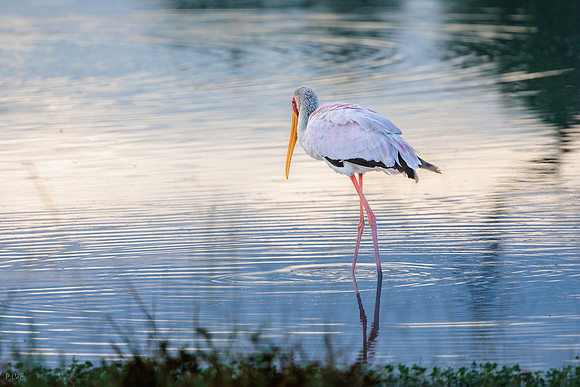 Tantale ibis