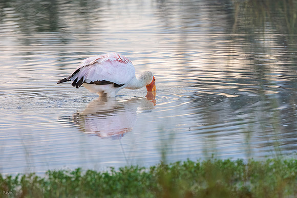 Tantale ibis