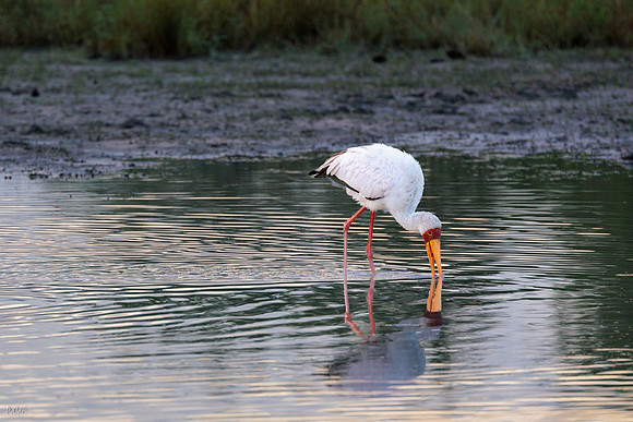 Tantale ibis