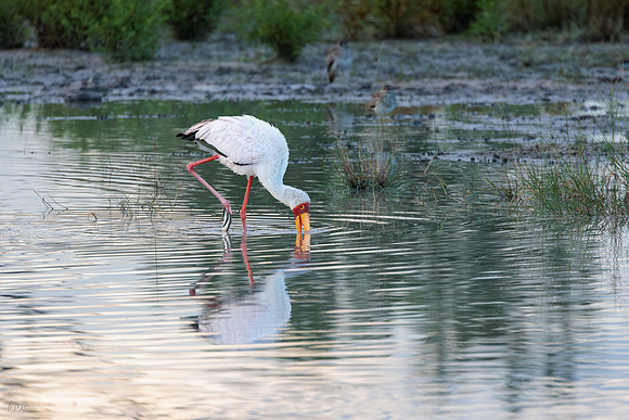 Tantale ibis