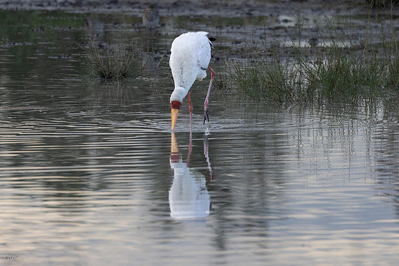Tantale ibis