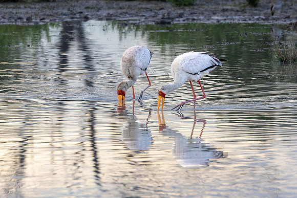 Tantale ibis