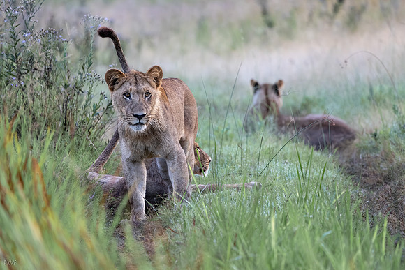 Lion