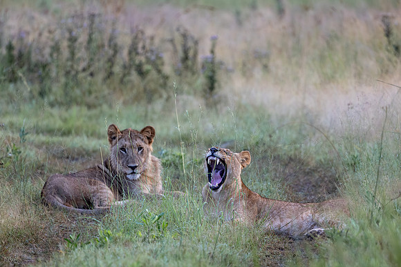 Lion