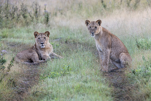Lion