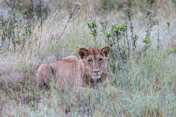 Lion