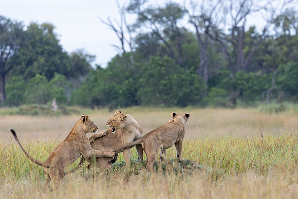 Lion