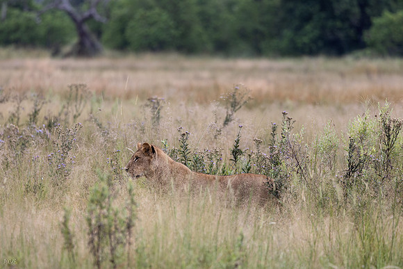 Lion