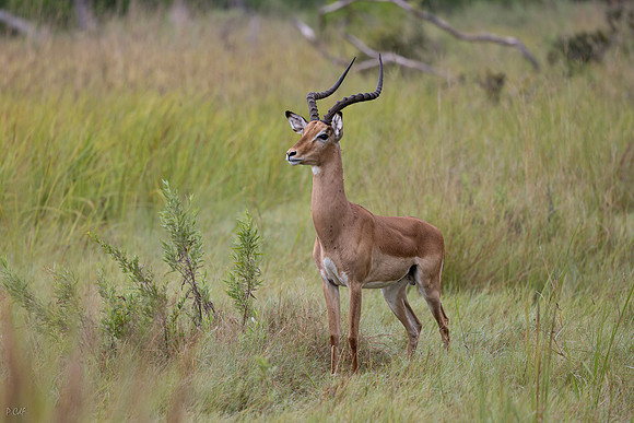 Impala