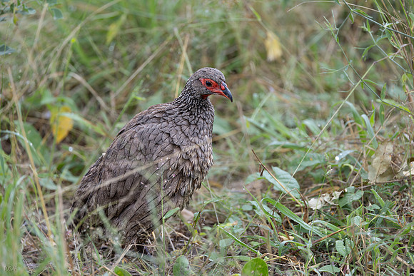 Francolin de swainson