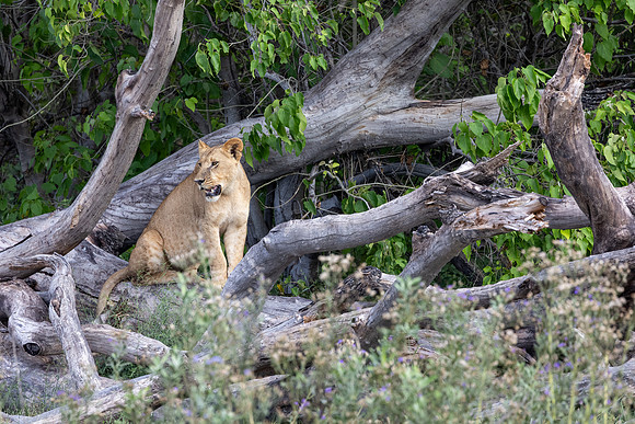 Lion