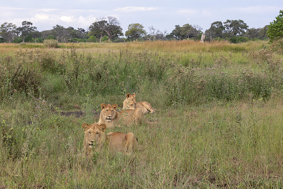 Lion